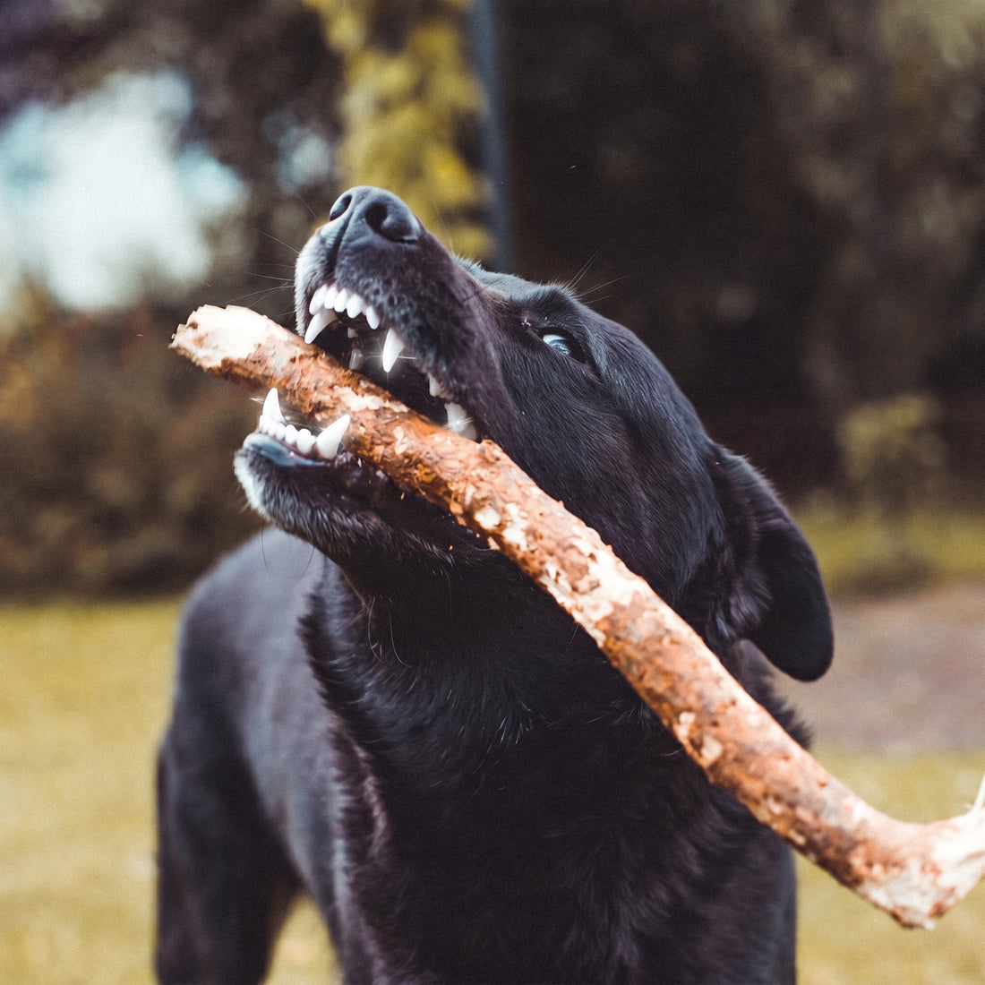 5 signes que votre chien a besoin d'un détartrage