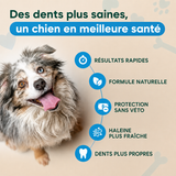 Spray dentaire Dogdogy