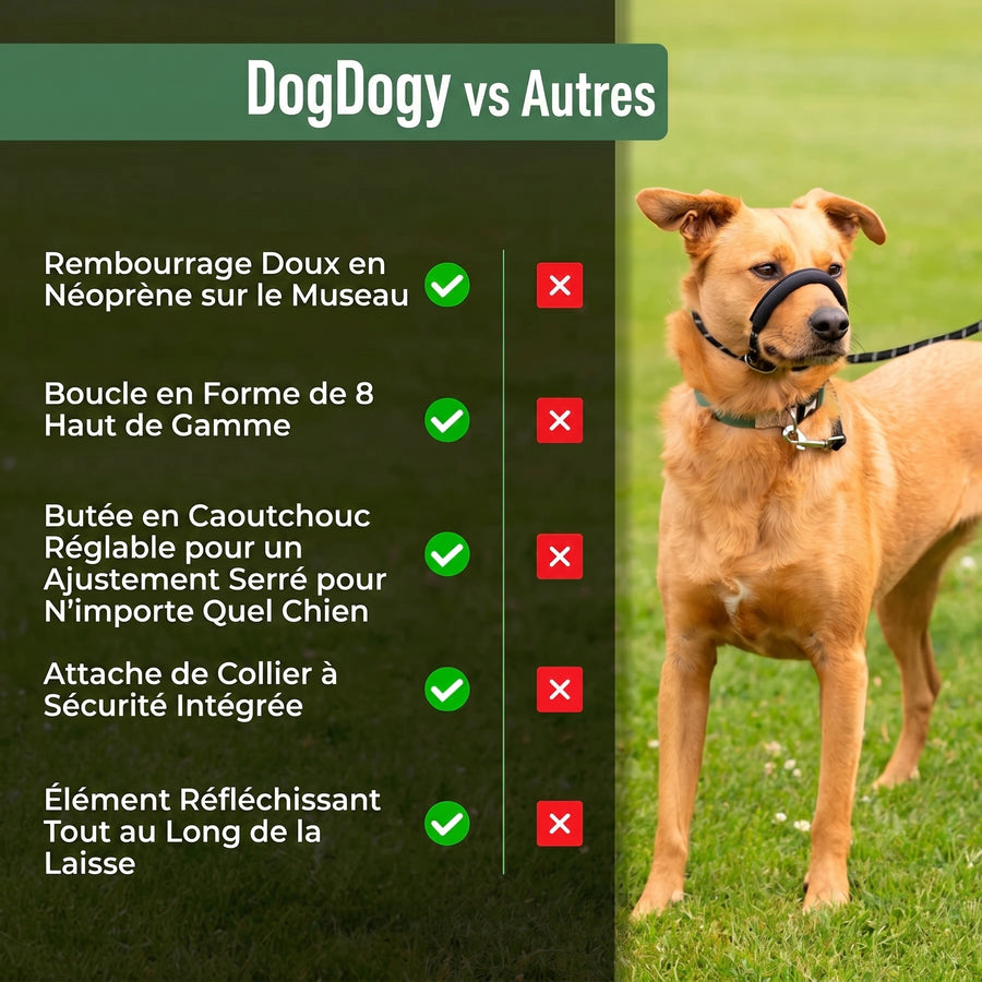 Laisse Anti-Traction Pour Chien