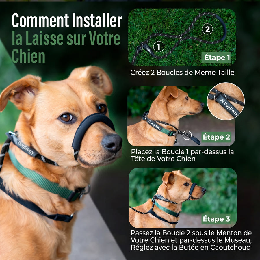 Laisse Anti-Traction Pour Chien