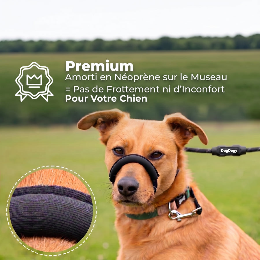 Laisse Anti-Traction Pour Chien