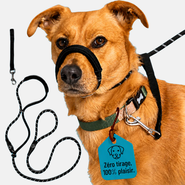 Laisse Anti-Traction Pour Chien
