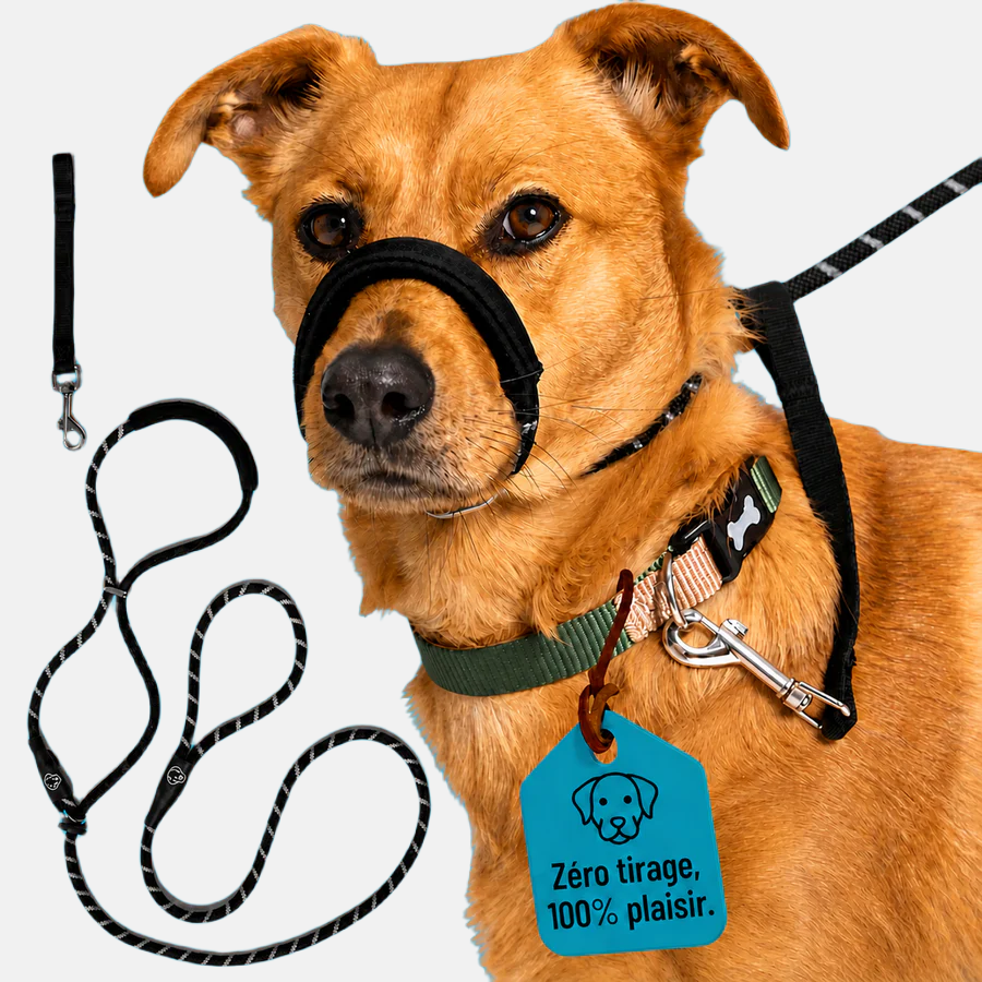 Laisse Anti-Traction Pour Chien