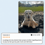 DogDogy™ Steami Pro - Brosse de toilettage professionnelle