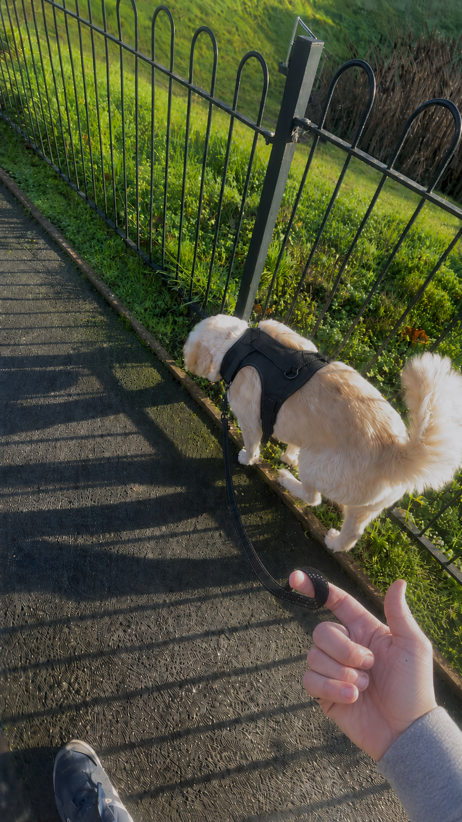 Chien avec harnais en balade